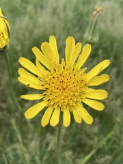 Tragopogon