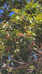 Schinus terebinthifolia