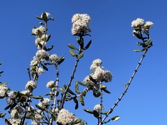 Ceanothus crassifolius