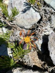 Mutisia linearifolia