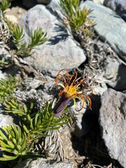 Mutisia linearifolia