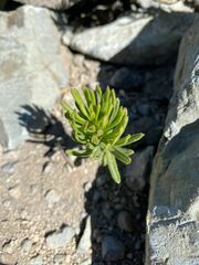 Mutisia linearifolia
