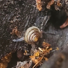 Euconulus