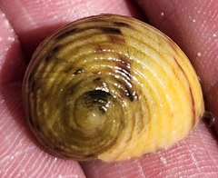 Nerita peloronta
