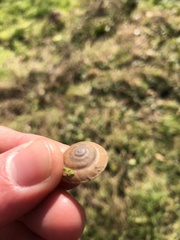 Aegopis gemonensis