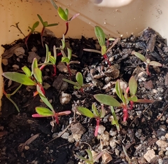 Portulaca oleracea