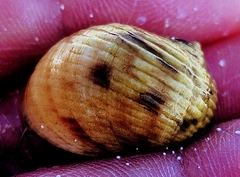 Nerita peloronta