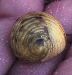 Nerita peloronta