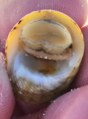 Nerita peloronta