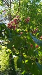 Aesculus × carnea