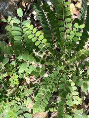 Alvaradoa amorphoides