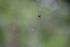 Micrathena