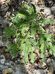 Alvaradoa amorphoides