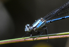 Argia medullaris