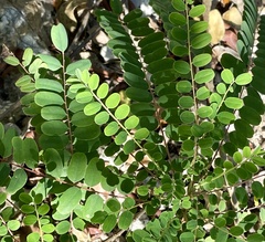 Alvaradoa amorphoides