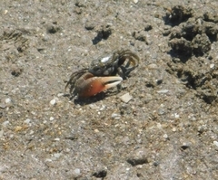 Leptuca uruguayensis