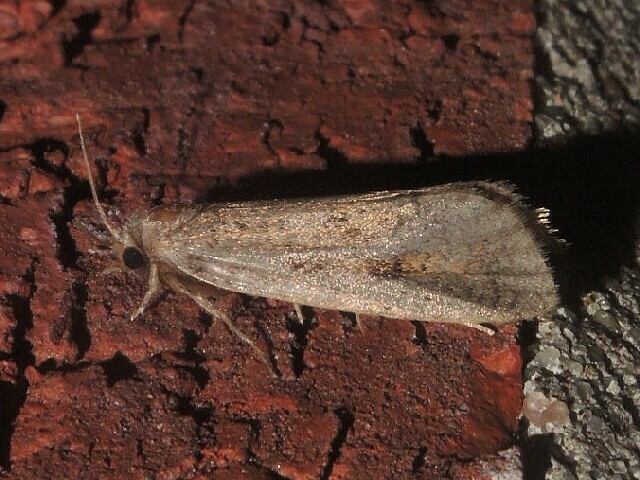 Clemens' Grass Tubeworm Moth from Jamaica Bay Wildlife Refuge, Queens ...