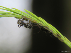 Camponotus arboreus
