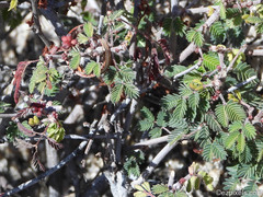 Calliandra eriophylla