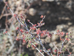 Calliandra eriophylla
