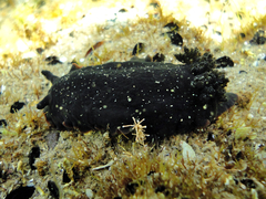 Dendrodoris arborescens