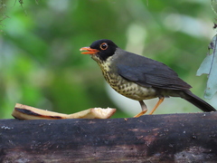 Catharus maculatus
