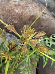 Cyperus polystachyos polystachyos