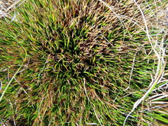 Oreobolus pectinatus