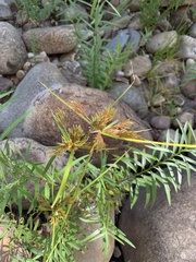 Cyperus polystachyos polystachyos