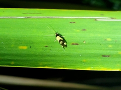 Opogona comptella