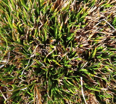 Oreobolus pectinatus