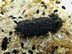 Dendrodoris arborescens