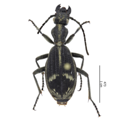 Cypholoba