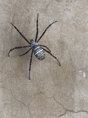 Argiope trifasciata