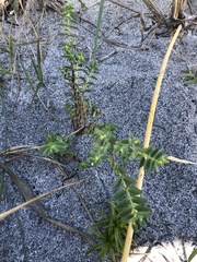 Euphorbia mesembryanthemifolia