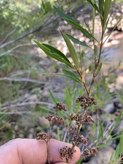 Metrosideros angustifolia