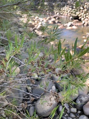 Metrosideros angustifolia