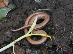 Anguis colchica
