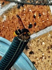 Rhynchium