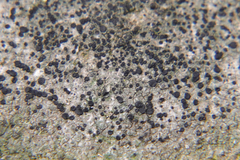 Lecidella