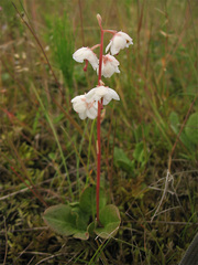 Pyrola rotundifolia maritima