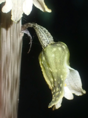 Gastrodia molloyi