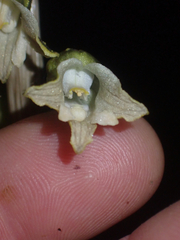Gastrodia molloyi