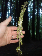 Gastrodia molloyi