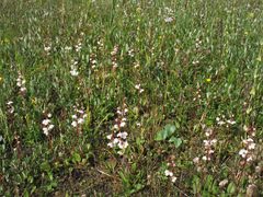 Pyrola rotundifolia maritima