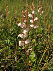 Pyrola rotundifolia maritima