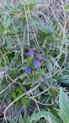 Echium candicans