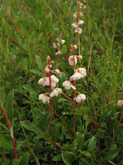 Pyrola rotundifolia maritima