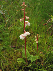 Pyrola rotundifolia maritima