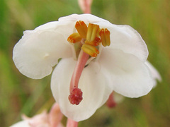 Pyrola rotundifolia maritima